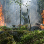 fire-jungle